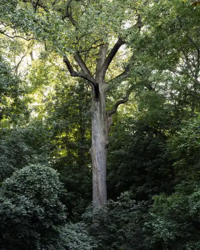 The Queens Giant in eastern Queens’ Alley Pond Park. Although the tree is located in Queens and the development is in Manhattan, the Lirio is an homage to the Queens Giant’s survivor spirit. Photo courtesy of Brian Kelley of Gathering Growth Foundation.